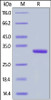 Human IgG1 Fc, Flag Tag on SDS-PAGE under reducing (R) condition. The gel was stained overnight with Coomassie Blue. The purity of the protein is greater than 95%.