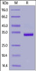 Human IgG1 Fc, gD Tag on SDS-PAGE under reducing (R) condition. The gel was stained overnight with Coomassie Blue. The purity of the protein is greater than 95%.