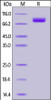 Human Nectin-1, Fc Tag on SDS-PAGE under reducing (R) condition. The gel was stained overnight with Coomassie Blue. The purity of the protein is greater than 95%.