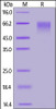 Cynomolgus Siglec-9, His Tag on SDS-PAGE under reducing (R) condition. The gel was stained overnight with Coomassie Blue. The purity of the protein is greater than 95%.