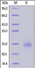 Mouse TSLP, His Tag on SDS-PAGE under reducing (R) condition. The gel was stained overnight with Coomassie Blue. The purity of the protein is greater than 90%.