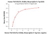 Immobilized Human TSLP R, Fc Tag at 5 ug/mL (100 uL/well) can bind Human TSLP (R127A, R130A) , Mouse IgG2a Fc Tag with a linear range of 0.3-1 ng/mL (QC tested) .