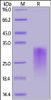 Human CD24, His Tag on SDS-PAGE under reducing (R) condition. The gel was stained overnight with Coomassie Blue. The purity of the protein is greater than 90%.