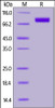 Human Siglec-10, His Tag on SDS-PAGE under reducing (R) condition. The gel was stained overnight with Coomassie Blue. The purity of the protein is greater than 95%.