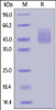 Cynomolgus B7-H2, His Tag on SDS-PAGE under reducing (R) condition. The gel was stained overnight with Coomassie Blue. The purity of the protein is greater than 90%.