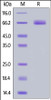 Cynomolgus B7-H3, His Tag on SDS-PAGE under reducing (R) condition. The gel was stained overnight with Coomassie Blue. The purity of the protein is greater than 95%.