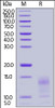 Human Mucin-1 (1036-1155) , His Tag on SDS-PAGE under reducing (R) condition. The gel was stained overnight with Coomassie Blue. The purity of the protein is greater than 90%.
