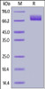 Human MAG, His Tag on SDS-PAGE under reducing (R) condition. The gel was stained overnight with Coomassie Blue. The purity of the protein is greater than 95%.