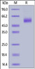 Human IL-13, Fc Tag on SDS-PAGE under reducing (R) condition. The gel was stained overnight with Coomassie Blue. The purity of the protein is greater than 90%.