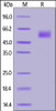 Human Siglec-9, His Tag on SDS-PAGE under reducing (R) condition. The gel was stained overnight with Coomassie Blue. The purity of the protein is greater than 90%.