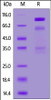 Human HGF, His Tag on SDS-PAGE under reducing (R) condition. The gel was stained overnight with Coomassie Blue. The purity of the protein is greater than 90%.