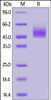 Human CRTAM, His Tag on SDS-PAGE under reducing (R) condition. The gel was stained overnight with Coomassie Blue. The purity of the protein is greater than 90%.