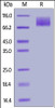 Human MERTK, His Tag on SDS-PAGE under reducing (R) condition. The gel was stained overnight with Coomassie Blue. The purity of the protein is greater than 90%.