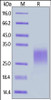 Canine TIGIT, His Tag on SDS-PAGE under reducing (R) condition. The gel was stained overnight with Coomassie Blue. The purity of the protein is greater than 90%.