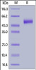 Human IL-13 R alpha 2, His Tag on SDS-PAGE under reducing (R) condition. The gel was stained overnight with Coomassie Blue. The purity of the protein is greater than 90%.