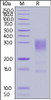Human IL-13, His Tag on SDS-PAGE under reducing (R) condition. The gel was stained overnight with Coomassie Blue. The purity of the protein is greater than 90%.