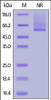 Human Glypican 2, His Tag on SDS-PAGE under non-reducing (NR) condition. The gel was stained overnight with Coomassie Blue. The purity of the protein is greater than 90%.