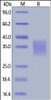 Human CD30 Ligand, His Tag, low endotoxin on SDS-PAGE under reducing (R) condition. The gel was stained overnight with Coomassie Blue. The purity of the protein is greater than 90%.