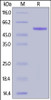 Rhesus macaque Complement Factor D, Fc Tag on SDS-PAGE under reducing (R) condition. The gel was stained overnight with Coomassie Blue. The purity of the protein is greater than 95%.