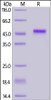 Human PVRIG, Fc Tag on SDS-PAGE under reducing (R) condition. The gel was stained overnight with Coomassie Blue. The purity of the protein is greater than 90%.