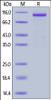 Human IL-12 R beta 1, Fc Tag on SDS-PAGE under reducing (R) condition. The gel was stained overnight with Coomassie Blue. The purity of the protein is greater than 95%.