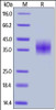 Rabbit PD-L1, His Tag on SDS-PAGE under reducing (R) condition. The gel was stained overnight with Coomassie Blue. The purity of the protein is greater than 90%.