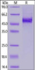 Human DLL3, His Tag on SDS-PAGE under reducing (R) condition. The gel was stained overnight with Coomassie Blue. The purity of the protein is greater than 95%.