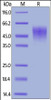 Mouse IL-2 R alpha, His Tag on SDS-PAGE under reducing (R) condition. The gel was stained overnight with Coomassie Blue. The purity of the protein is greater than 90%.