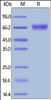 Human IL-15 R alpha, Fc Tag on SDS-PAGE under reducing (R) condition. The gel was stained overnight with Coomassie Blue. The purity of the protein is greater than 95%.