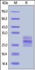 Mouse Flt-3 Ligand, His Tag on SDS-PAGE under reducing (R) condition. The gel was stained overnight with Coomassie Blue. The purity of the protein is greater than 90%.