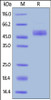 Human ICOS, Fc Tag on SDS-PAGE under reducing (R) condition. The gel was stained overnight with Coomassie Blue. The purity of the protein is greater than 95%.