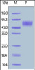 Human B7-H7, His Tag on SDS-PAGE under reducing (R) condition. The gel was stained overnight with Coomassie Blue. The purity of the protein is greater than 90%.