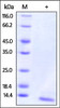 Human IL-15, Tag Free on SDS-PAGE under reducing (R) condition. The gel was stained overnight with Coomassie Blue. The purity of the protein is greater than 95%.