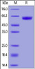 Human GM-CSF R alpha, His Tag (SPR verified) on SDS-PAGE under reducing (R) condition. The gel was stained overnight with Coomassie Blue. The purity of the protein is greater than 95%.