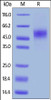 Human GFR alpha-like, His Tag on SDS-PAGE under reducing (R) condition. The gel was stained overnight with Coomassie Blue. The purity of the protein is greater than 95%.