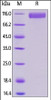 Human Siglec-10, Mouse IgG2a Fc Tag, low endotoxin on SDS-PAGE under reducing (R) condition. The gel was stained overnight with Coomassie Blue. The purity of the protein is greater than 95%.