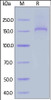 Human Thrombospondin-2, His Tag on SDS-PAGE under reducing (R) condition. The gel was stained overnight with Coomassie Blue. The purity of the protein is greater than 90%.