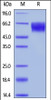 Unconjugated Human TPBG, His, Avitag on SDS-PAGE under reducing (R) condition. The gel was stained overnight with Coomassie Blue. The purity of the protein is greater than 90%.