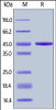 Human IL-21, Fc Tag on SDS-PAGE under reducing (R) condition. The gel was stained overnight with Coomassie Blue. The purity of the protein is greater than 95%.