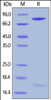 Human PCSK9, Fc Tag on SDS-PAGE under reducing (R) condition. The gel was stained overnight with Coomassie Blue. The purity of the protein is greater than 90%.