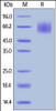 Mouse SIRP alpha, His Tag on SDS-PAGE under reducing (R) condition. The gel was stained overnight with Coomassie Blue. The purity of the protein is greater than 95%.