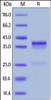 Mouse CTGF, His Tag on SDS-PAGE under reducing (R) condition. The gel was stained overnight with Coomassie Blue. The purity of the protein is greater than 90%.