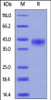 Cynomolgus CD38, His Tag on SDS-PAGE under reducing (R) condition. The gel was stained overnight with Coomassie Blue. The purity of the protein is greater than 95%.