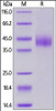 Cynomolgus B7-H6 on SDS-PAGE under reducing (R) condition. The gel was stained overnight with Coomassie Blue. The purity of the protein is greater than 95%.