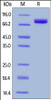 Cynomolgus SIRP alpha, Fc Tag on SDS-PAGE under reducing (R) condition. The gel was stained overnight with Coomassie Blue. The purity of the protein is greater than 95%.