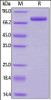 Cynomolgus Transferrin R, His Tag on SDS-PAGE under reducing (R) condition. The gel was stained overnight with Coomassie Blue. The purity of the protein is greater than 95%.