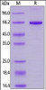 Cynomolgus SIRP alpha, His Tag on SDS-PAGE under reducing (R) condition. The gel was stained overnight with Coomassie Blue. The purity of the protein is greater than 95%.