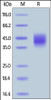 Rhesus macaque SLAMF7, His Tag on SDS-PAGE under reducing (R) condition. The gel was stained overnight with Coomassie Blue. The purity of the protein is greater than 90%.