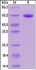 Human CD48, Mouse IgG2a Fc Tag, low endotoxin on SDS-PAGE under reducing (R) condition. The gel was stained overnight with Coomassie Blue. The purity of the protein is greater than 95%.