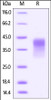 Human PD-1, His Tag, low endotoxin on SDS-PAGE under reducing (R) condition. The gel was stained overnight with Coomassie Blue. The purity of the protein is greater than 95%.